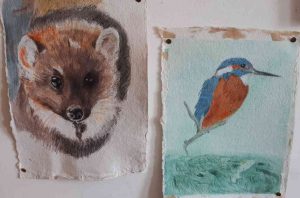water-colour paintings of Cornwall wildlife, a pine marten and a kingfisher 