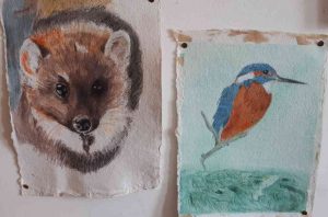 water-colour paintings of Cornwall wildlife, a pine marten and a kingfisher