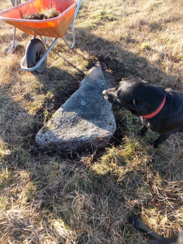 Mystery dog looks at a stone from a circle, uncovered on Bodmin Moor